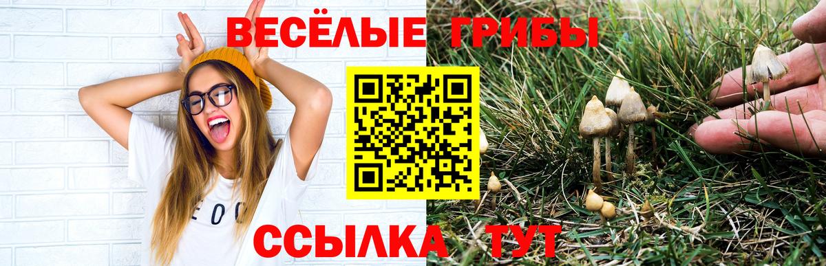 Псилоцибиновые грибы Cubensis Лысьва